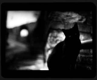 Illustration for article titled The Evil Magic Of Cats, Caught On Film